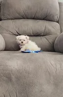 Maizy , a female Maltese for sale in Bay Minette, AL – 3 of 3