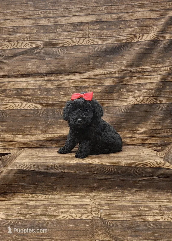 Lola – Poodle - Toy  puppy for sale in Bay Minette, AL