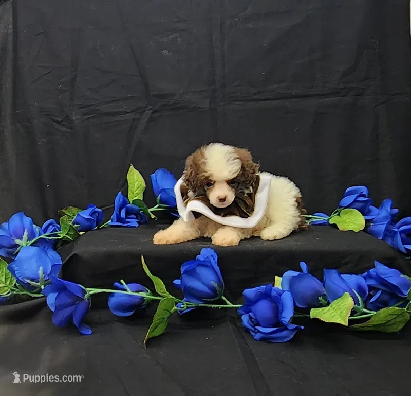 Bandit  – Poodle - Toy  puppy for sale in Bay Minette, AL