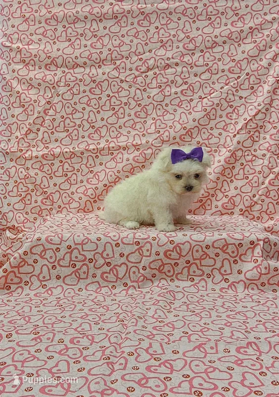 Maizy  – Maltese puppy for sale in Bay Minette, AL