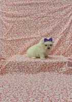 Maizy , a female Maltese for sale in Bay Minette, AL – 1 of 3