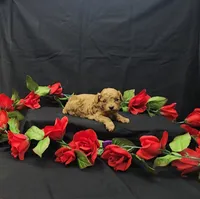 Rosie, a female Poodle - Toy  for sale in Bay Minette, AL – 3 of 3