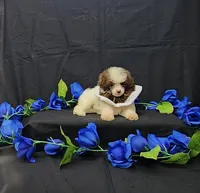 Bandit , a male Poodle - Toy  for sale in Bay Minette, AL – 2 of 3