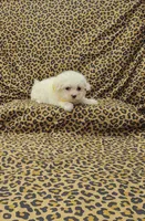Daisy, a female Maltese for sale in Bay Minette, AL – Photo 2 of 3