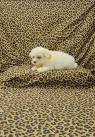 Daisy, a female Maltese for sale in Bay Minette, AL – Photo 3 of 3