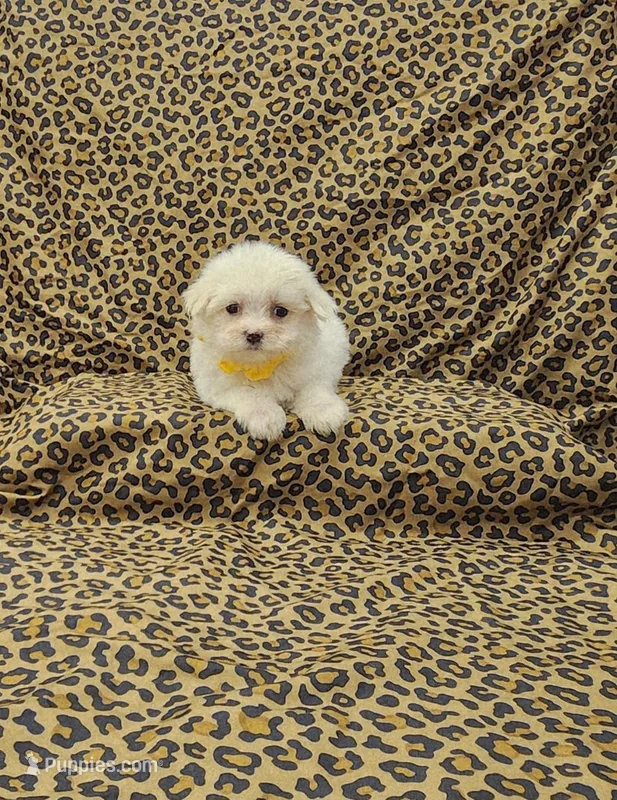 Daisy – Maltese puppy for sale in Bay Minette, AL