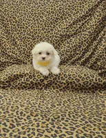 Daisy, a female Maltese for sale in Bay Minette, AL – Photo 1 of 3