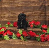 Cooper, a male Poodle - Toy  for sale in Bay Minette, AL – 2 of 3