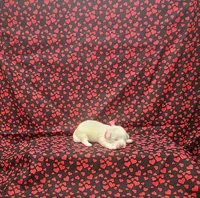 Missy, a female Maltipoo for sale in Bay Minette, AL – 3 of 3