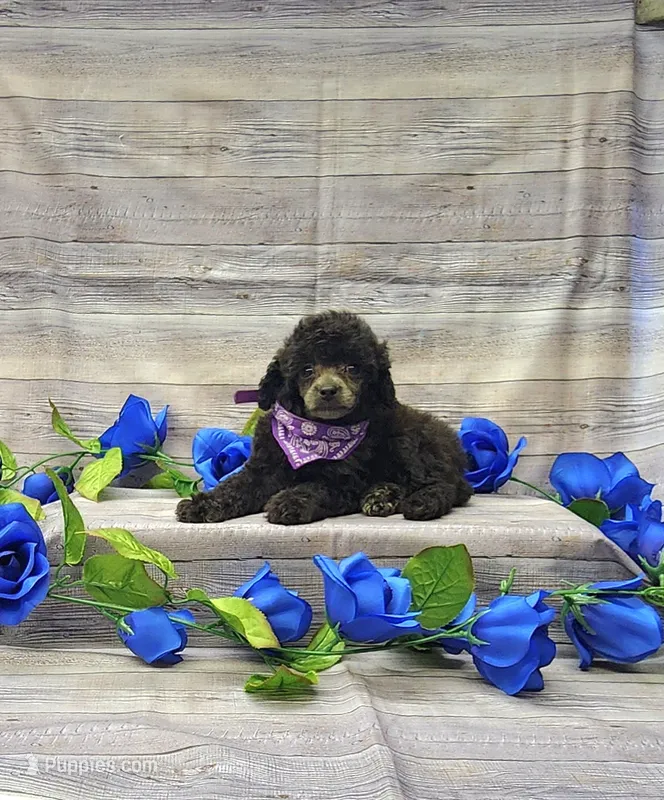 Lilly – Poodle - Toy  puppy for sale in Bay Minette, AL