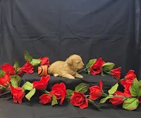 Rusty, a male Poodle - Toy  for sale in Bay Minette, AL – 3 of 3