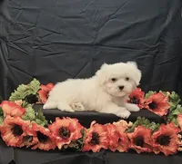 Romeo, a male Maltese for sale in Bay Minette, AL – 3 of 3