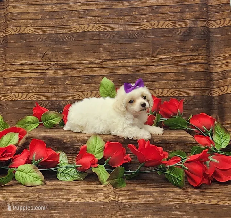 Willow – Poodle - Toy  puppy for sale in Bay Minette, AL