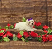 Willow, a female Poodle - Toy  for sale in Bay Minette, AL – 1 of 3