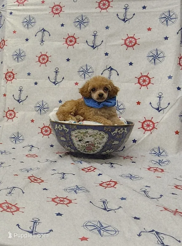 Rusty – Poodle - Toy  puppy for sale in Bay Minette, AL