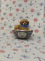 Rusty, a male Poodle - Toy  for sale in Bay Minette, AL – 1 of 3