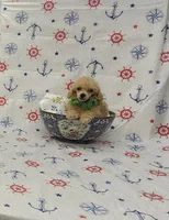 Charlie, a male Poodle - Toy  for sale in Bay Minette, AL – 2 of 3