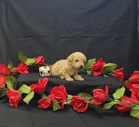 Charlie , a male Poodle - Toy  for sale in Bay Minette, AL – 3 of 3