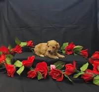 Autumn, a female Poodle - Toy  for sale in Bay Minette, AL – 3 of 3
