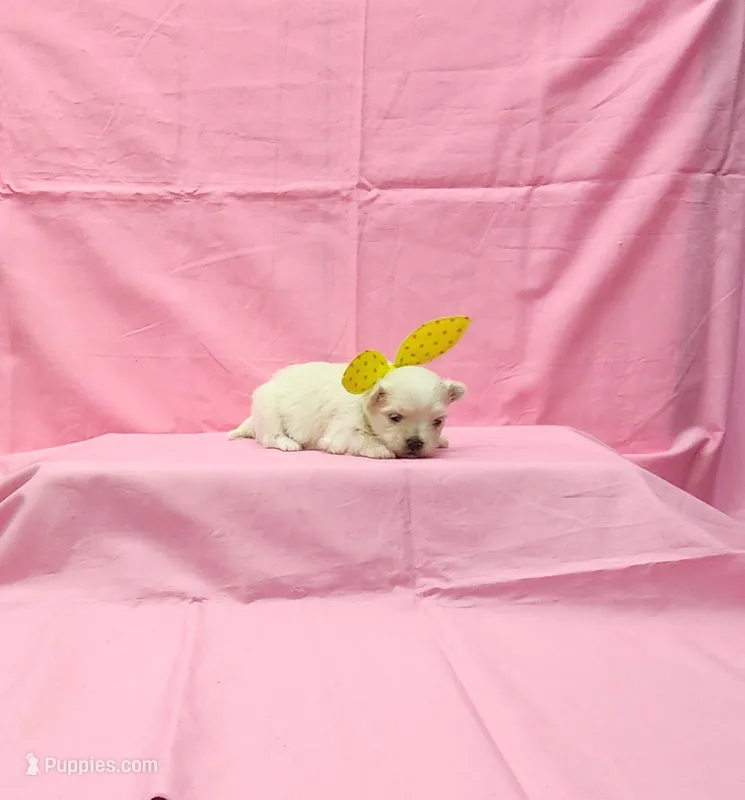 Maizy  – Maltese puppy for sale in Bay Minette, AL