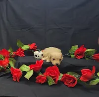 Charlie , a male Poodle - Toy  for sale in Bay Minette, AL – 2 of 3
