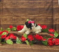 Cookie, a female Poodle - Toy  for sale in Bay Minette, AL – 2 of 3