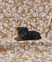 Elvis, a male Yorkshire Terrier for sale in Bay Minette, AL – 3 of 3