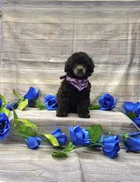 Lilly, a female Poodle - Toy  for sale in Bay Minette, AL – 2 of 3