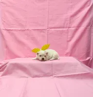 Maizy , a female Maltese for sale in Bay Minette, AL – 3 of 3