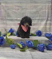 Layla, a female Poodle - Toy  for sale in Bay Minette, AL – 1 of 3