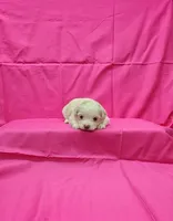 Missy, a female Maltipoo for sale in Bay Minette, AL – 2 of 3