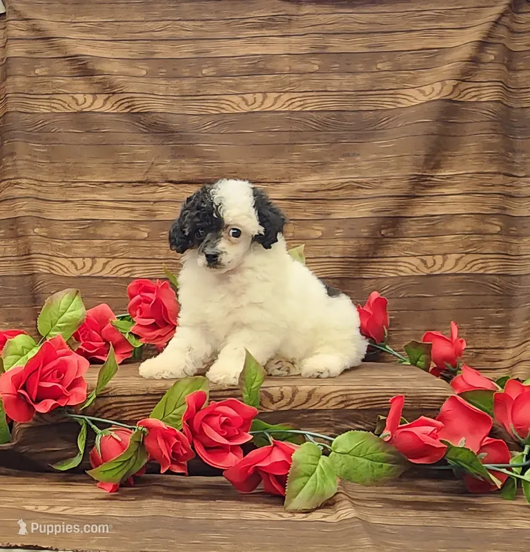 Cookie – Poodle - Toy  puppy for sale in Bay Minette, AL