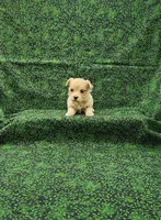 Delilah, a female Maltipoo for sale in Bay Minette, AL – Photo 2 of 3