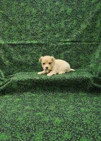 Delilah, a female Maltipoo for sale in Bay Minette, AL – Photo 3 of 3