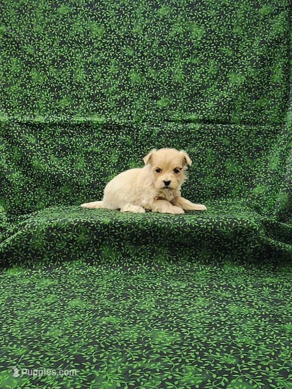 Delilah – Maltipoo puppy for sale in Bay Minette, AL