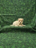 Delilah, a female Maltipoo for sale in Bay Minette, AL – Photo 1 of 3