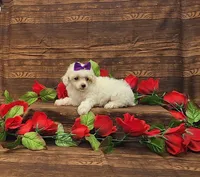 Willow, a female Poodle - Toy  for sale in Bay Minette, AL – 3 of 3