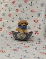 Rusty, a male Poodle - Toy  for sale in Bay Minette, AL – 3 of 3