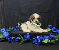 Domino, a male Poodle - Toy  for sale in Bay Minette, AL – 3 of 3