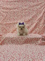 Maizy , a female Maltese for sale in Bay Minette, AL – 3 of 3