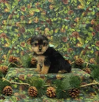 Hank, a male Yorkshire Terrier for sale in Bay Minette, AL – 3 of 3