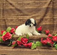 Cookie, a female Poodle - Toy  for sale in Bay Minette, AL – 2 of 3