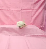 Molly, a female Maltese for sale in Bay Minette, AL – 2 of 3
