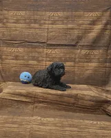 Luka, a male Poodle - Toy  for sale in Bay Minette, AL – 3 of 3