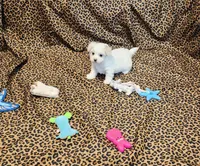 Missy, a female Maltipoo for sale in Bay Minette, AL – 3 of 3