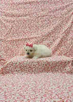 Molly, a female Maltese for sale in Bay Minette, AL – 3 of 3