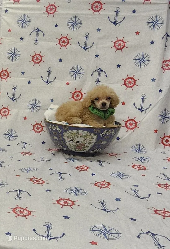 Charlie – Poodle - Toy  puppy for sale in Bay Minette, AL