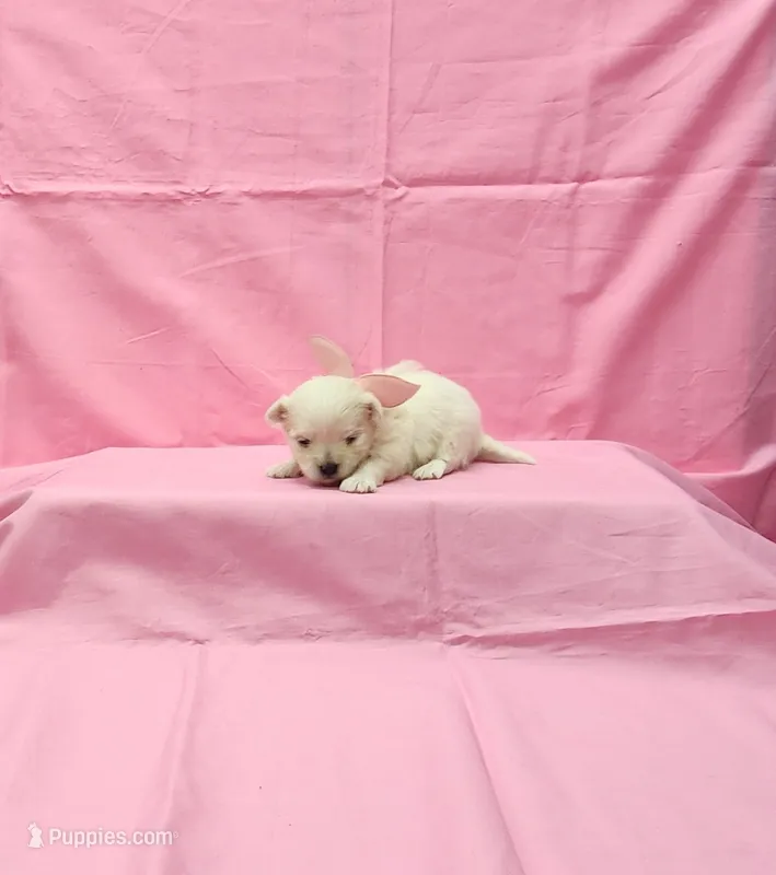 Molly – Maltese puppy for sale in Bay Minette, AL