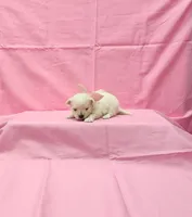 Molly, a female Maltese for sale in Bay Minette, AL – 1 of 3