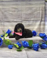 Layla, a female Poodle - Toy  for sale in Bay Minette, AL – 2 of 3